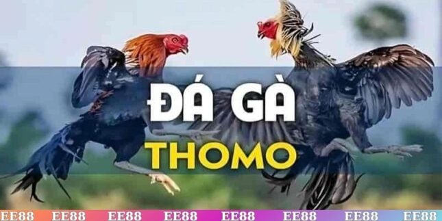 đá gà Thomo