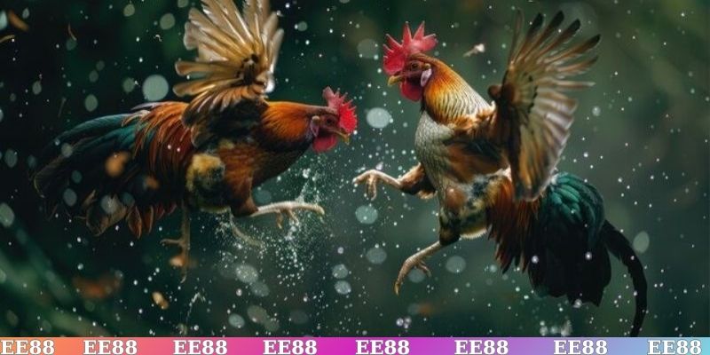 Những lý do nên chọn xem đá gà Thomo trực tiếp